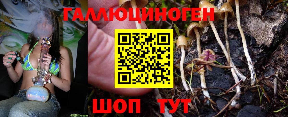 Якутск  Псилоцибиновые грибы Psilocybine cubensis  Вход с VPN 